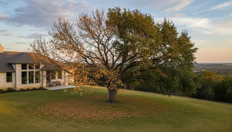 Investigate the oak instead of blaming the beetle