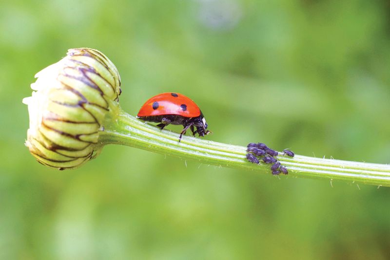 Invite Natural Pest Helpers into the Bed