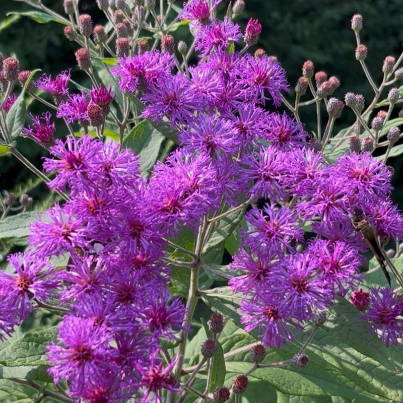 Ironweed