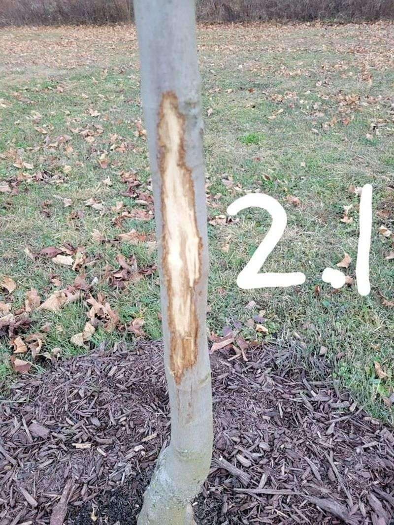 Is It Feeding Damage or a Sign of the Rut?