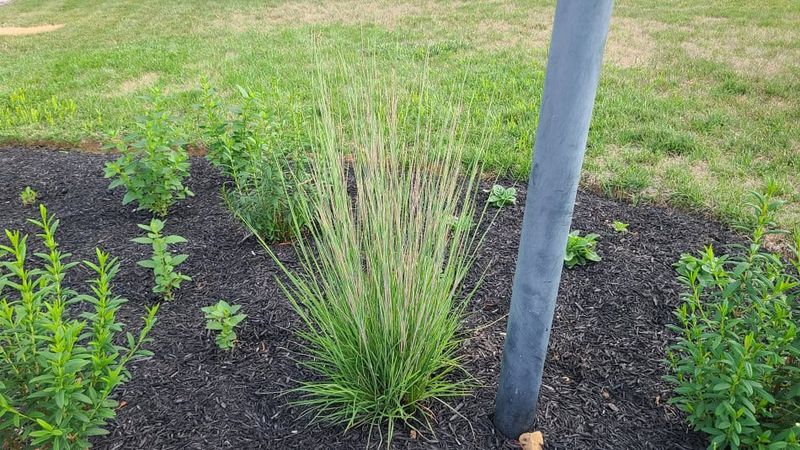 Is Your Hellstrip a Little-Bluestem Site?