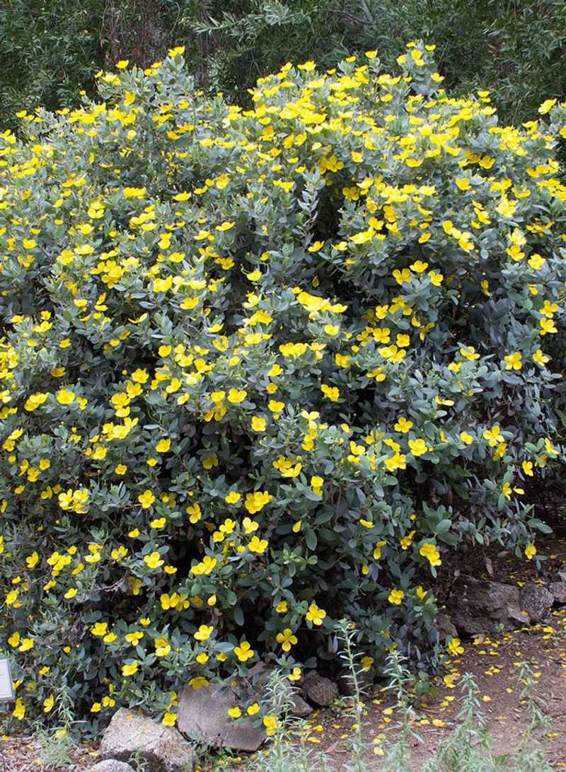 Island Bush Poppy (Dendromecon harfordii)