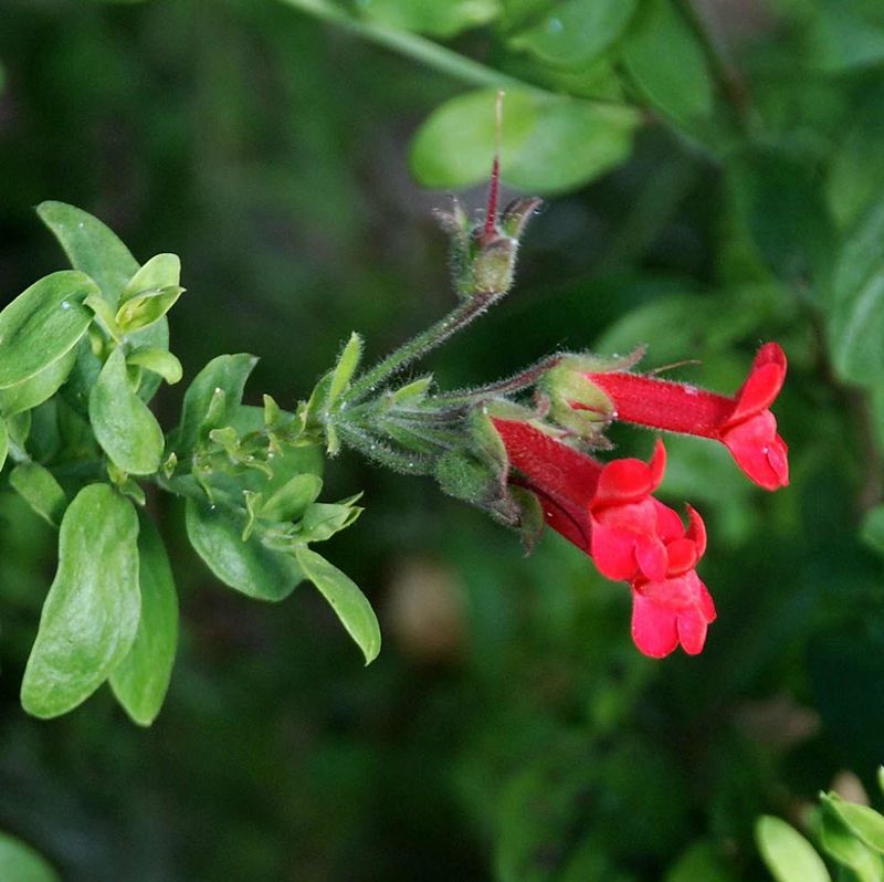 Island bush snapdragon
