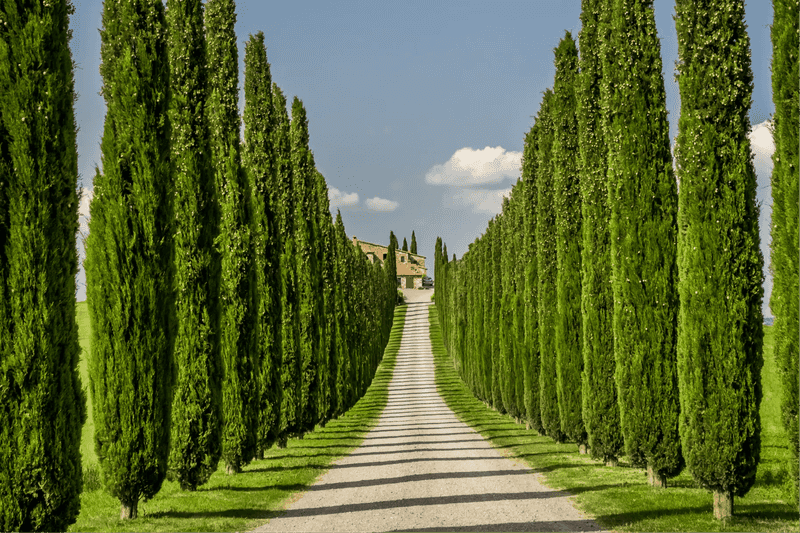 Italian Cypress Italian Cypress