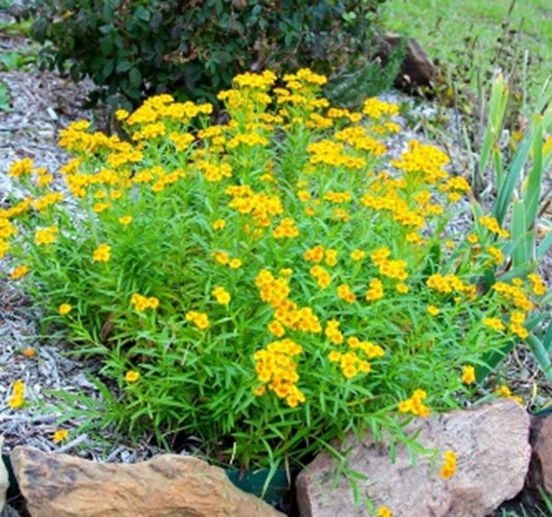 Its Advantage Is Perennial Resilience, Not Heat-Proof Magic Its Advantage Is Perennial Resilience, Not Heat-Proof Magic