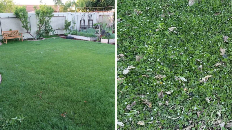Its Lawn-Like Appeal Comes From Dense Growth and Limited Mowing Its Lawn-Like Appeal Comes From Dense Growth and Limited Mowing