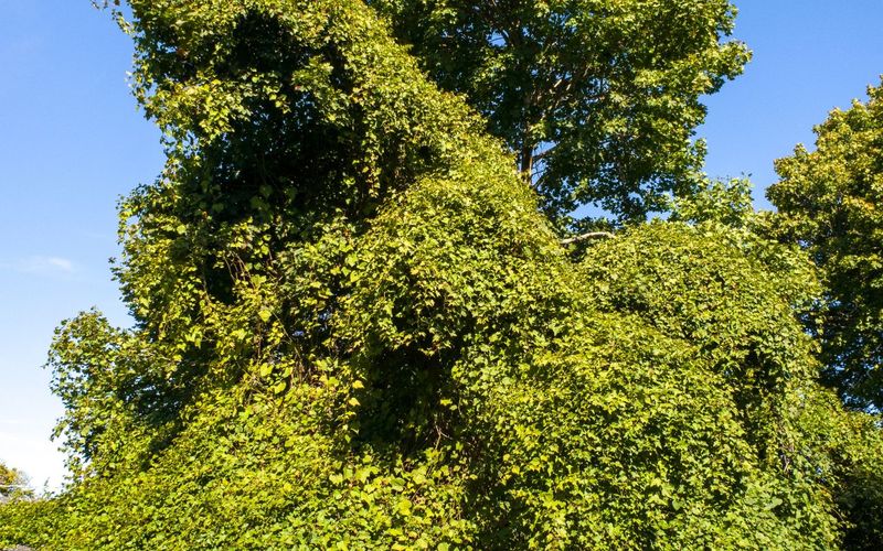 Its beauty becomes a problem when the vine escapes Its beauty becomes a problem when the vine escapes