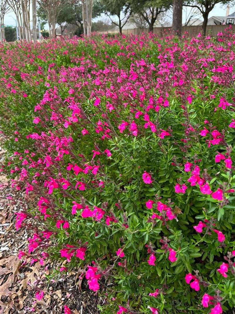 Its best performance comes from a long, not constant, bloom season