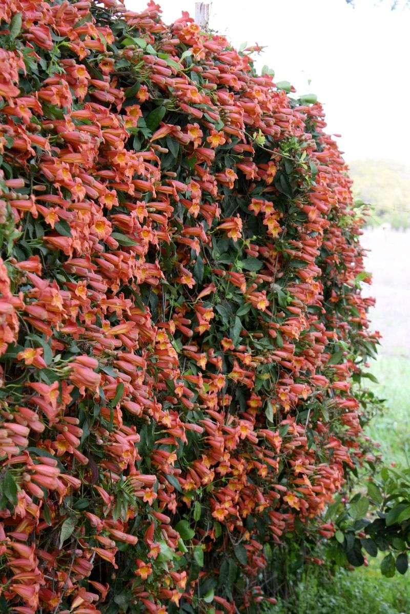 Its climbing habit can cover open fence panels