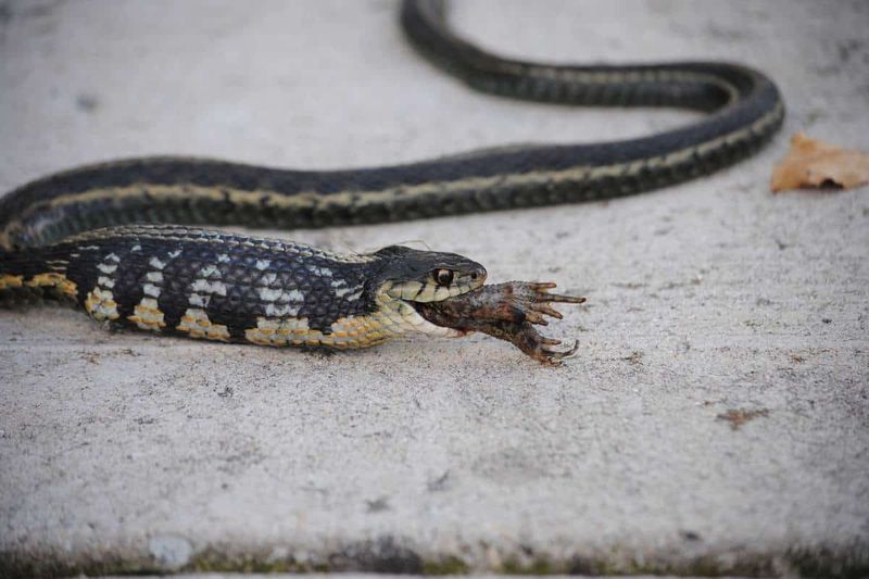 Its diet includes garden prey—and much more