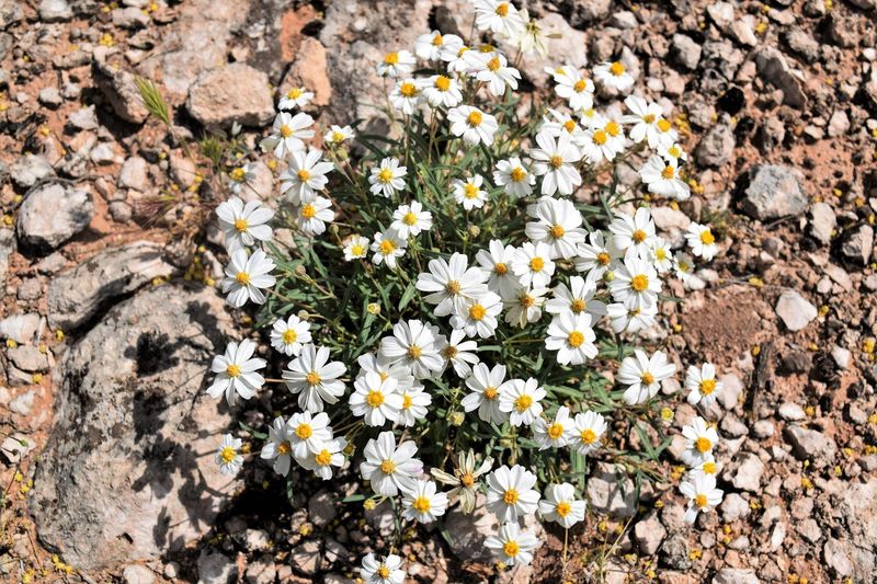Its flowering season can carry white color through late summer