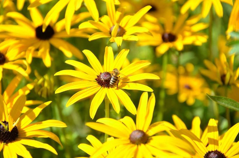 Its flowers offer a realistic summer payoff