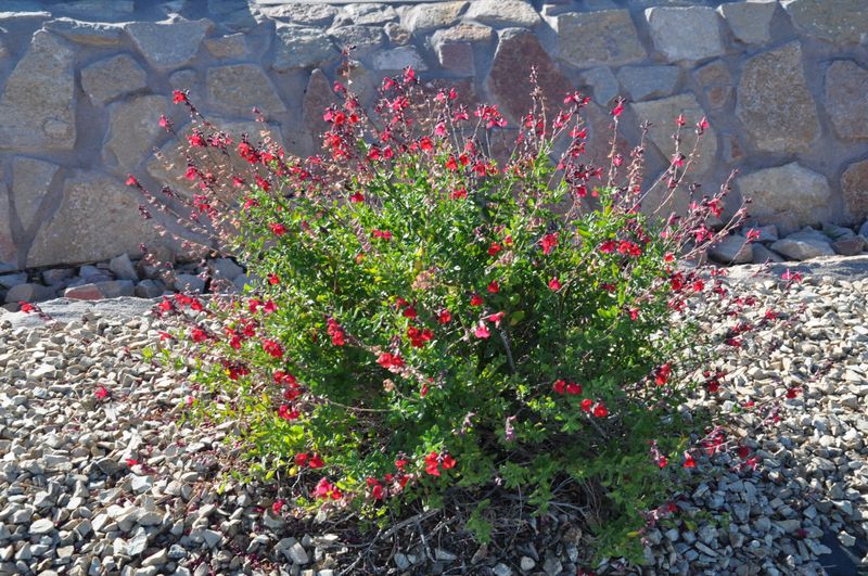 Its moderate size brings color without taking over the border