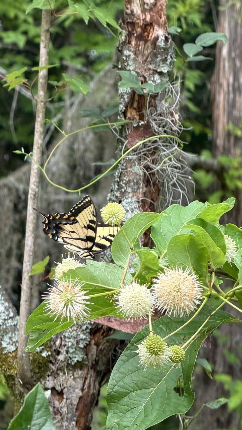 Its payoff is habitat, not pest control Its payoff is habitat, not pest control
