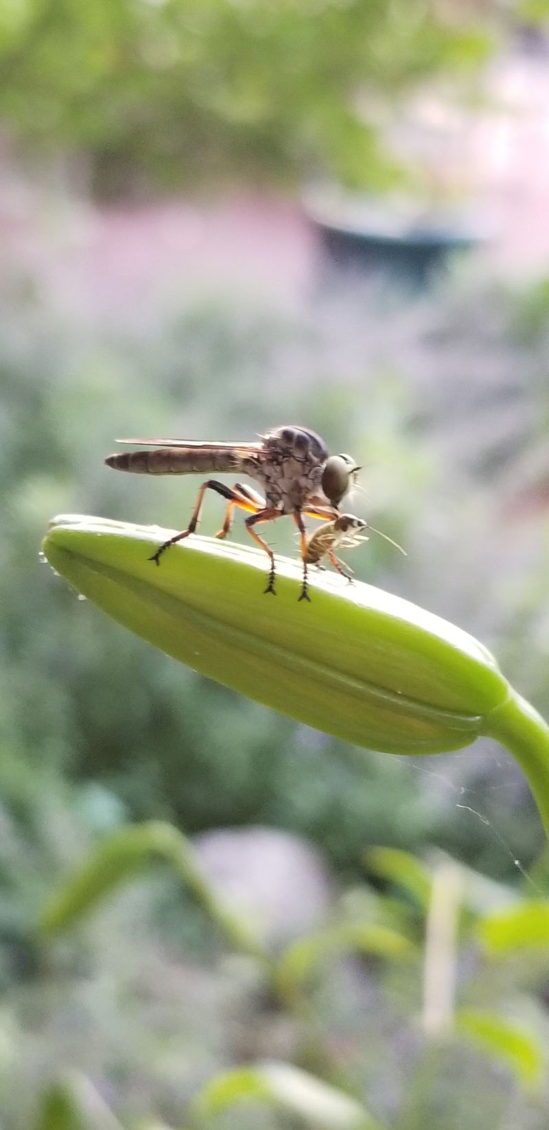 Its presence helps, but it cannot manage a crop by itself