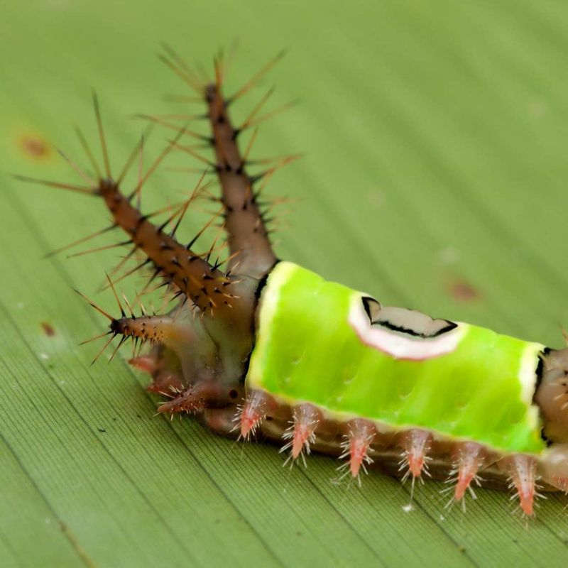 Its spines deliver toxin through contact