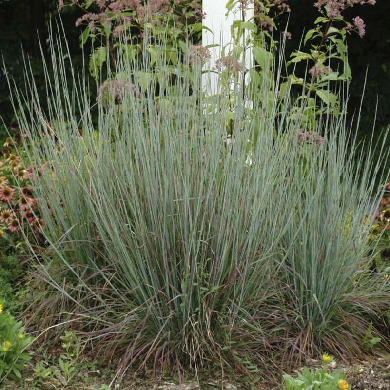 Its upright habit helps create a cleaner border rhythm Its upright habit helps create a cleaner border rhythm