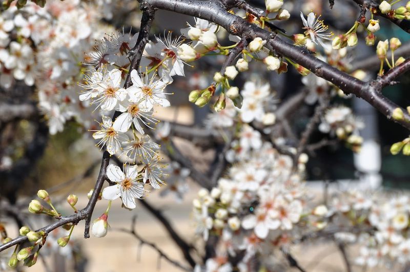 Its wildlife value unfolds from flowers to fruit
