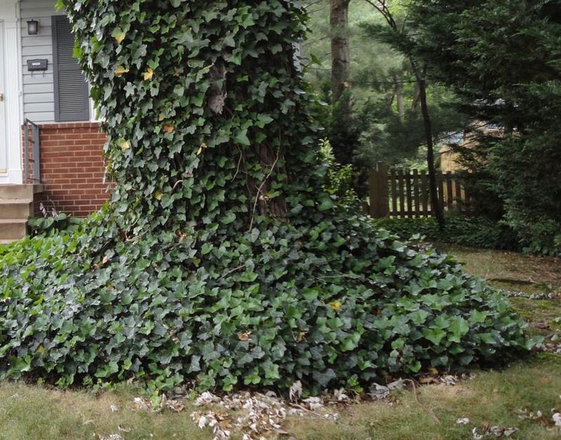 Ivy can damage trees without literally strangling them