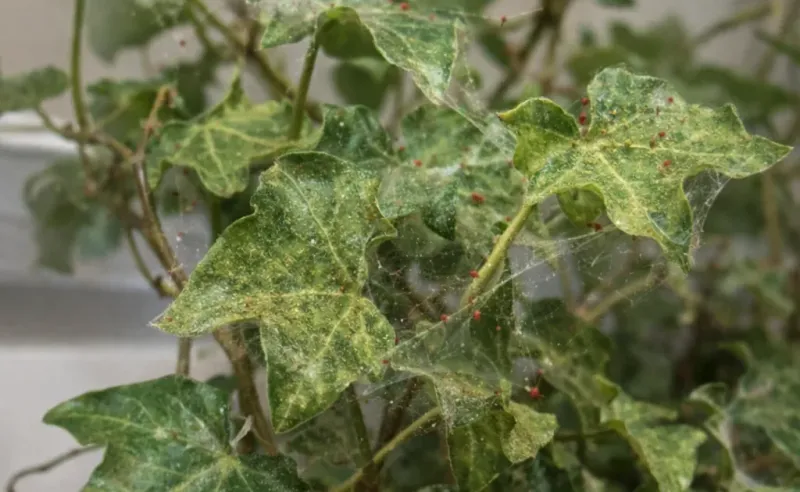 Ivy