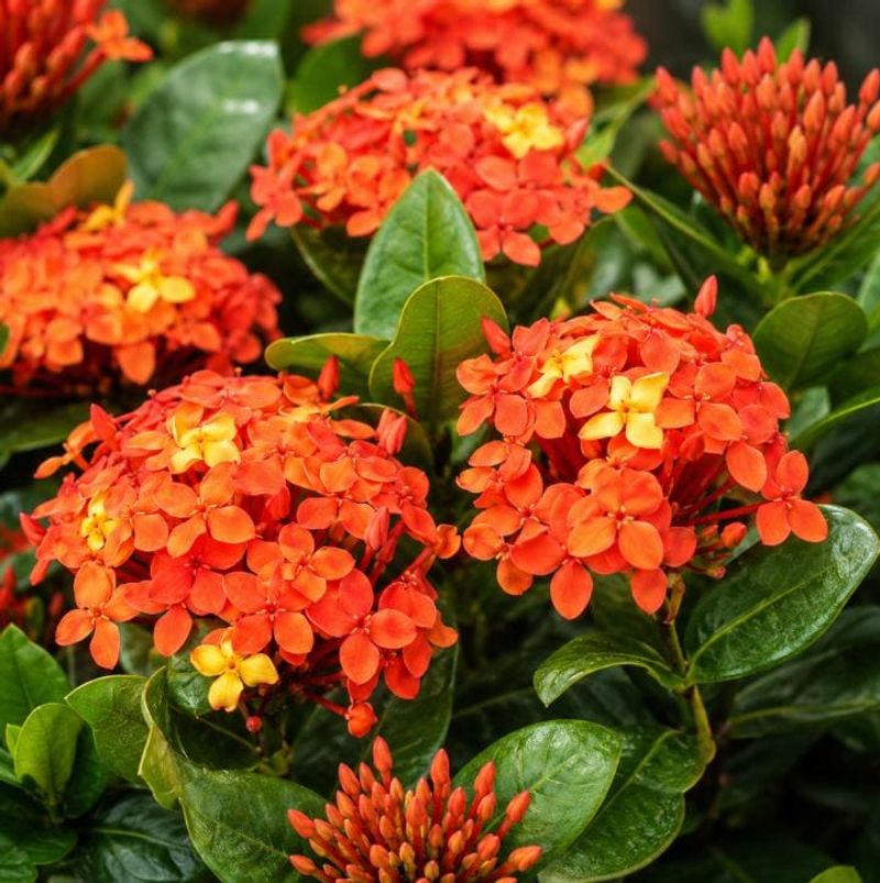 Ixora