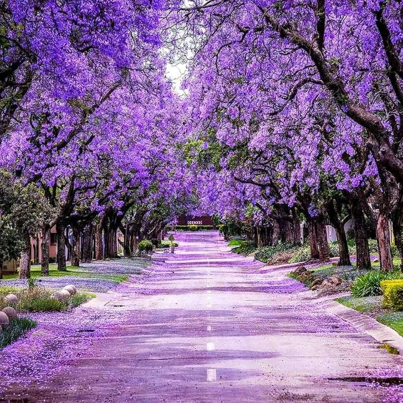 Jacaranda Jacaranda