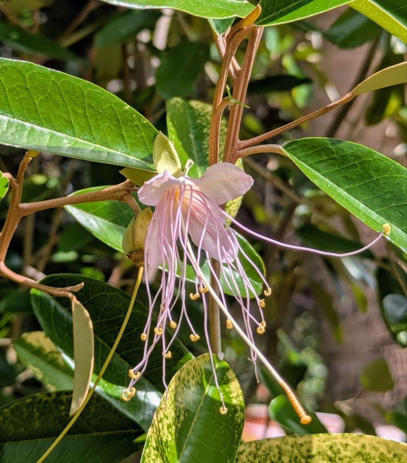 Jamaican Caper