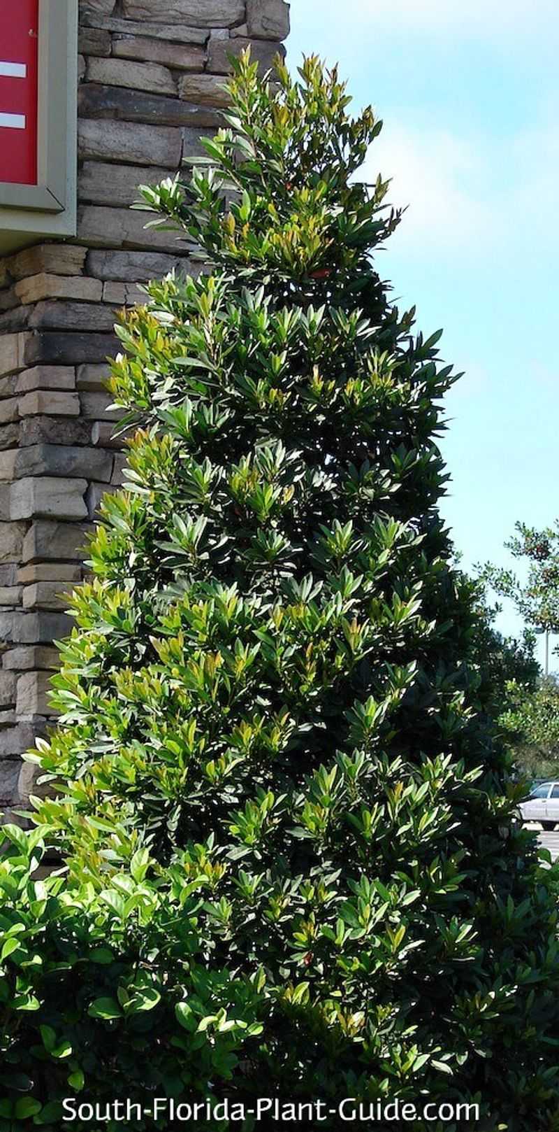 Japanese Blueberry Tree