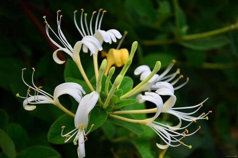 Japanese Honeysuckle Japanese Honeysuckle