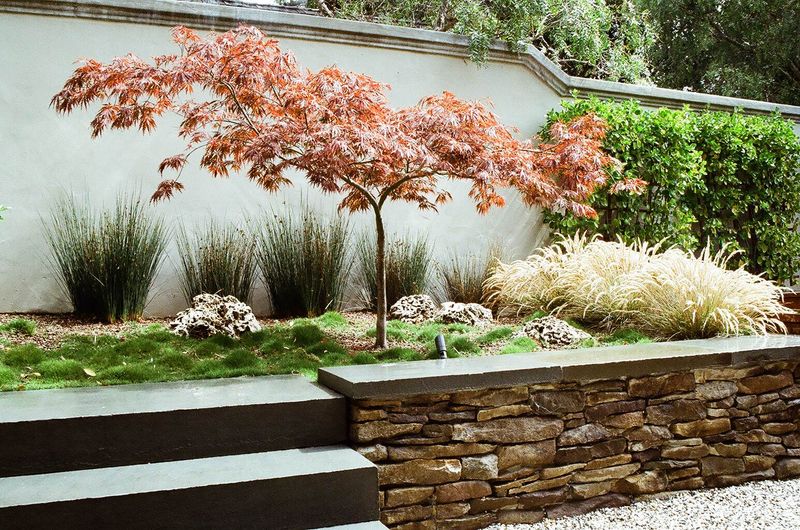 Japanese Maple (Skip the Fall Feeding)