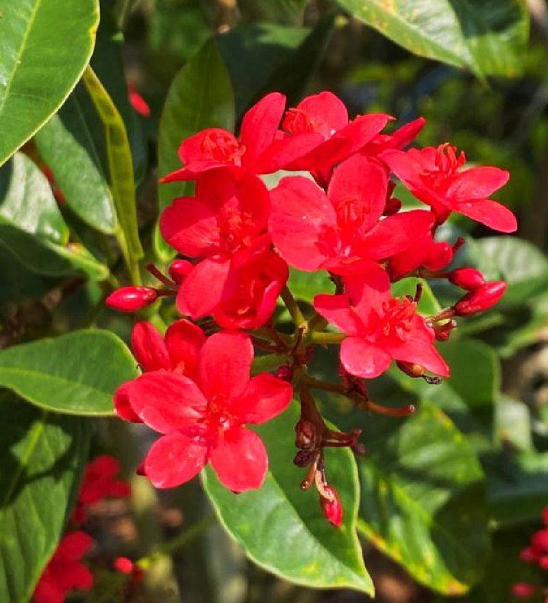 Jatropha