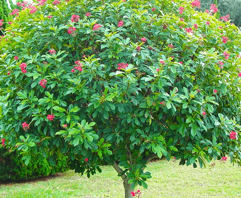 Jatropha