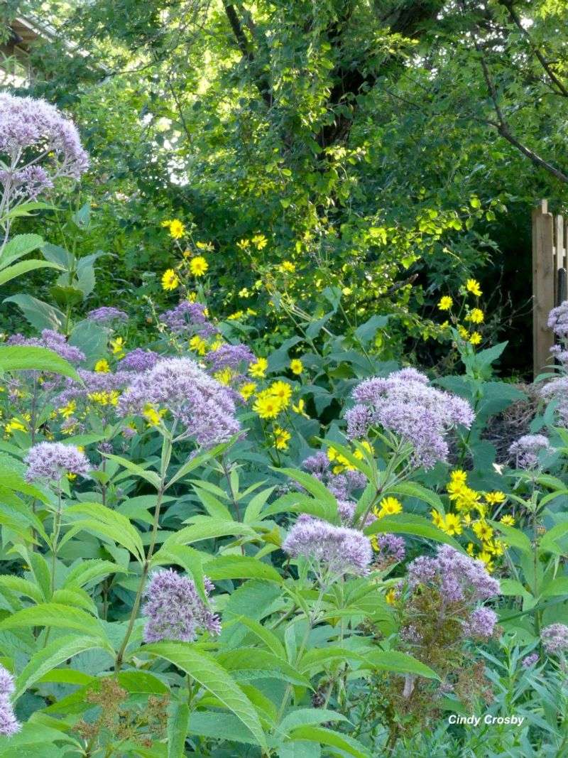 Joe-Pye Weed