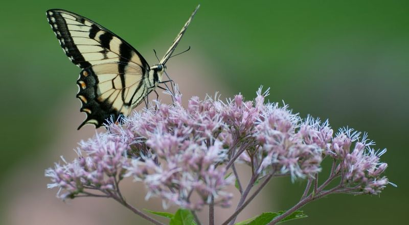 Joe-Pye Weed Joe-Pye Weed