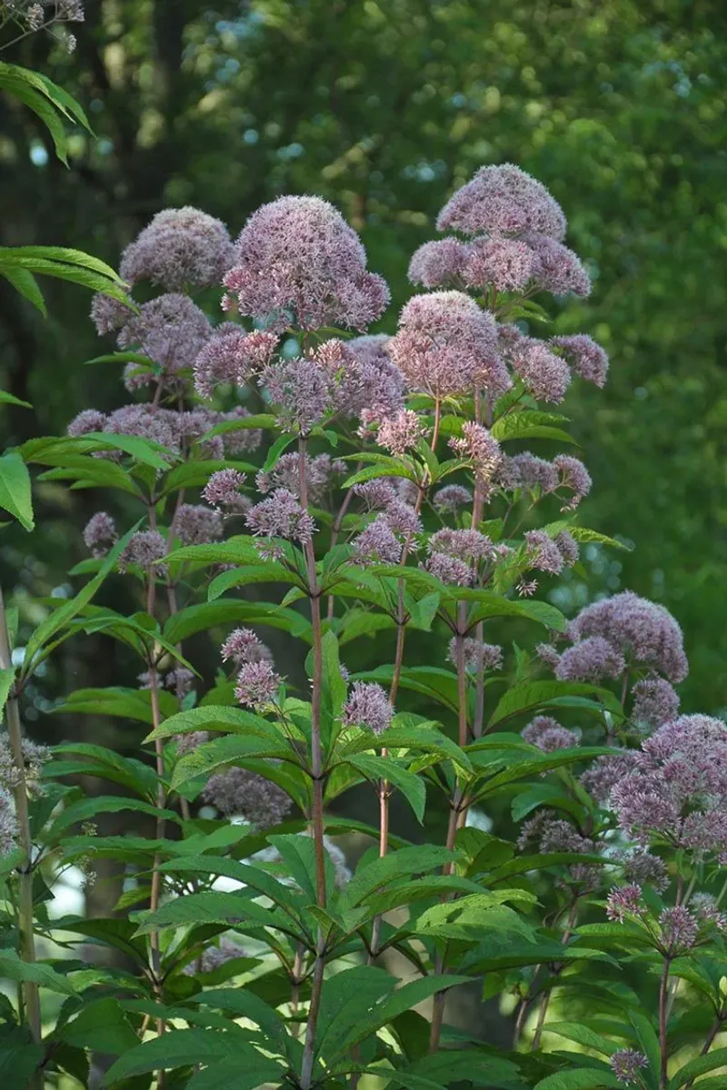 Joe-Pye Weed (Eutrochium fistulosum)
