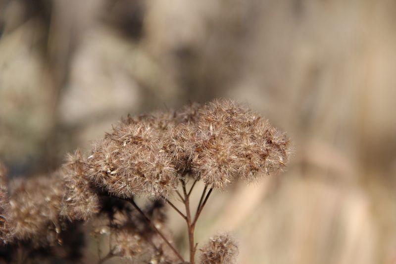 Joe-Pye Weed (Eutrochium purpureum)