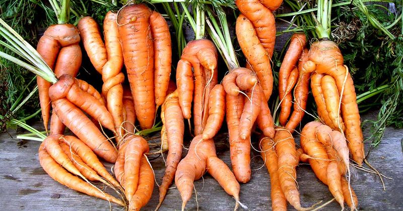 Judge carrots by condition, not appearance Judge carrots by condition, not appearance