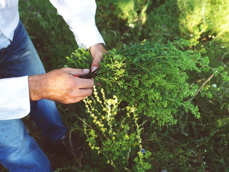 Judge readiness by growth stage, plant type, and intended use Judge readiness by growth stage, plant type, and intended use