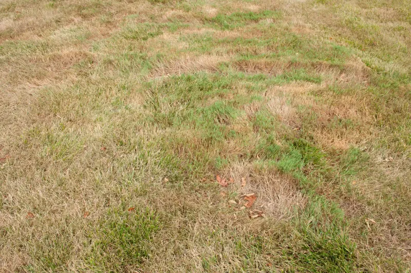 Judge recovery by grass type and drought duration Judge recovery by grass type and drought duration