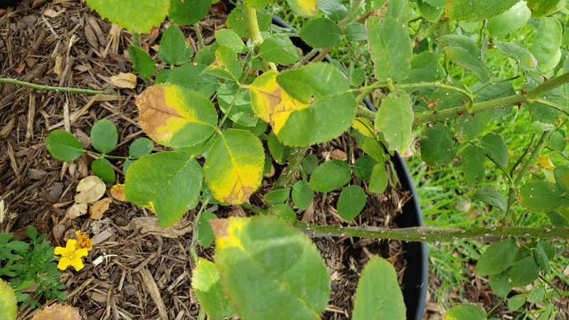 Judge recovery by healthier new growth