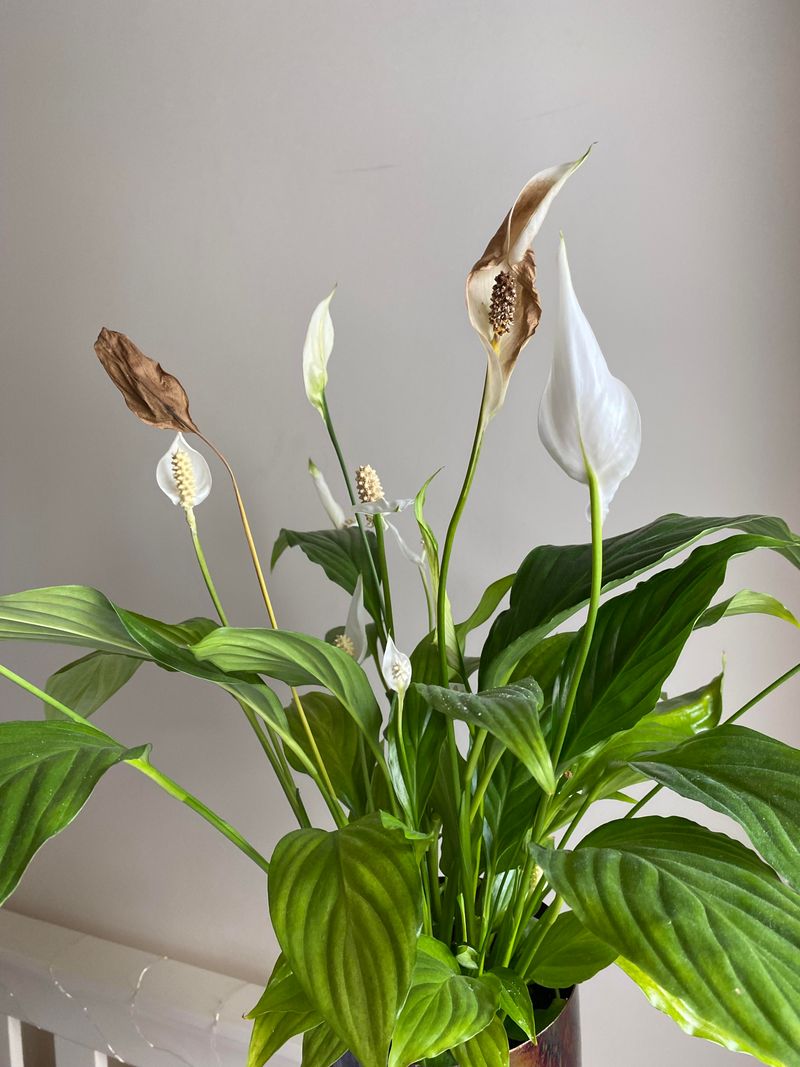 Judge recovery by new growth, not old brown tissue Judge recovery by new growth, not old brown tissue