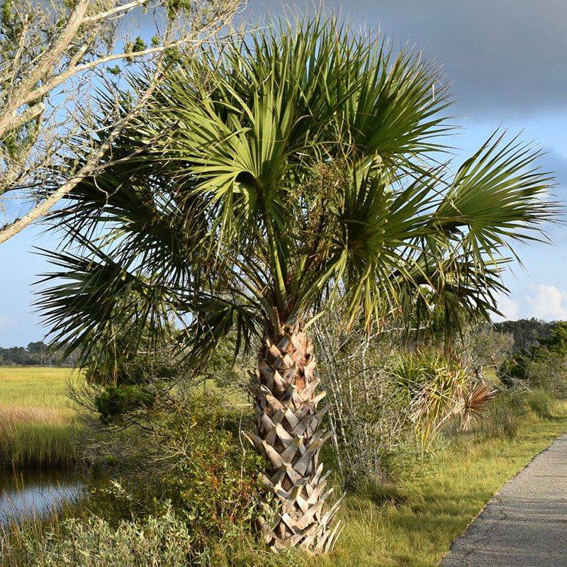 Judge success by an uninjured palm, not a smooth trunk