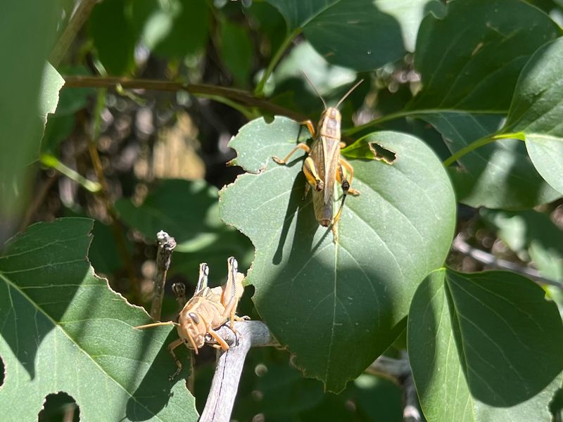 Judge the problem by plant damage, not by toad counts