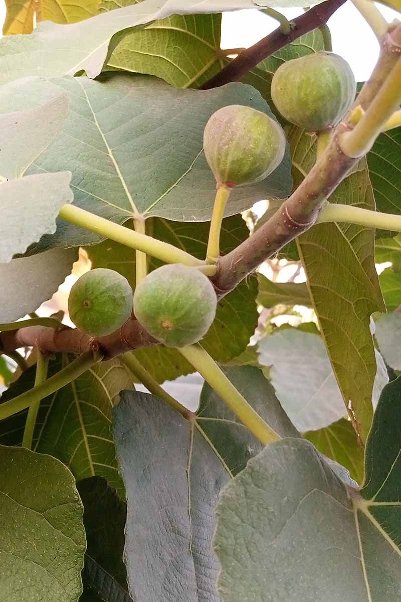 Judge whether the crop has enough season left Judge whether the crop has enough season left