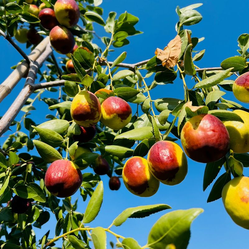 Jujube is exotic, but it is not truly tropical