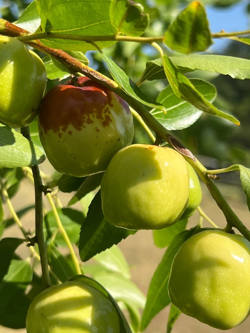 Jujube is the strongest match—but the premise needs a correction