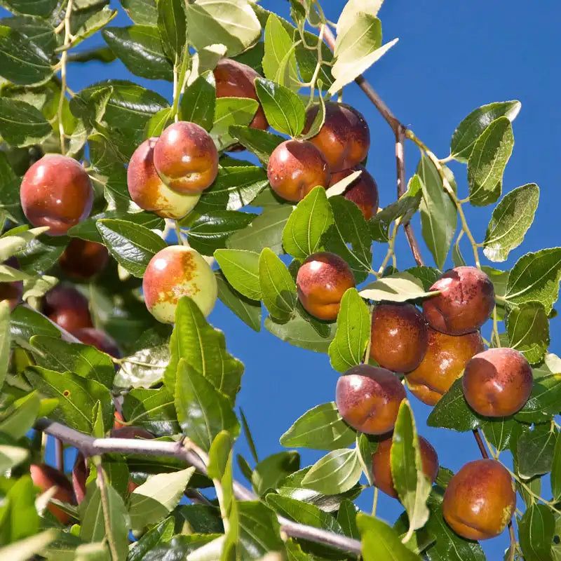 Jujube rewards informed, limited care
