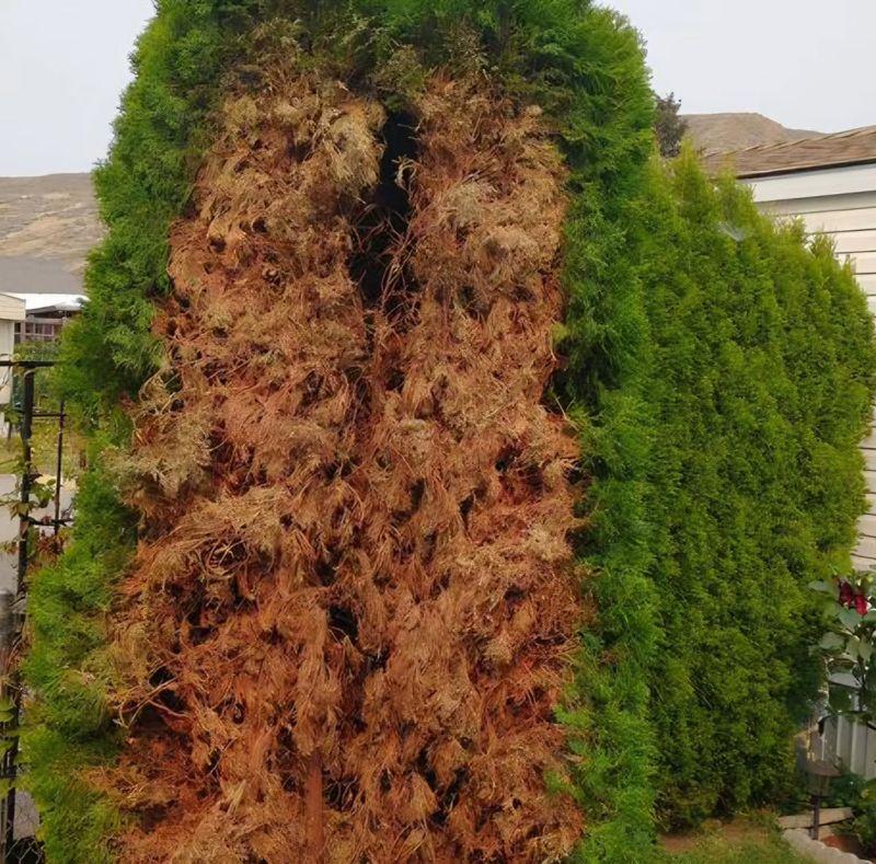 Juniper Shrubs and Hedges Juniper Shrubs and Hedges