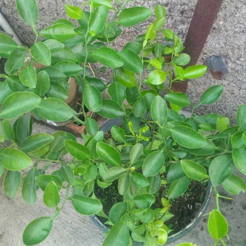 'Kaffir' / Makrut Lime