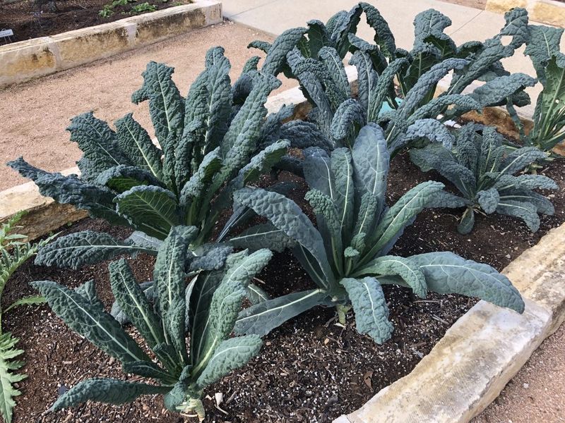 Kale